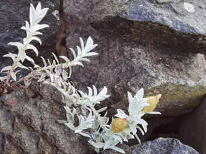 Helichrysum retorum